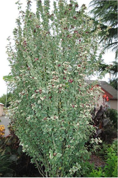 Гибискус сирийский без цветов